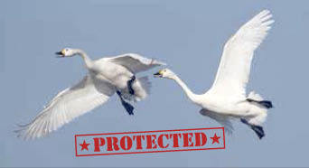 Tundra Swan — Protected