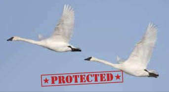 Trumpeter Swan – Protected