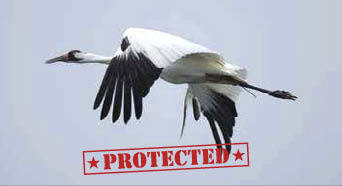 Whooping Crane – Protected