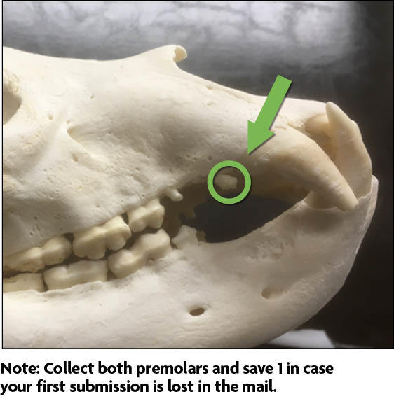 Location of bear premolar. Collect both premolars and save 1 in case your first submission is lost in the mail.