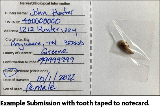 Example submission of bear premolar with tooth taped to notecard.