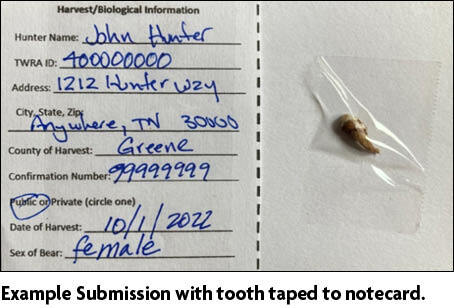 Example bear tooth submission with tooth taped to notecard.