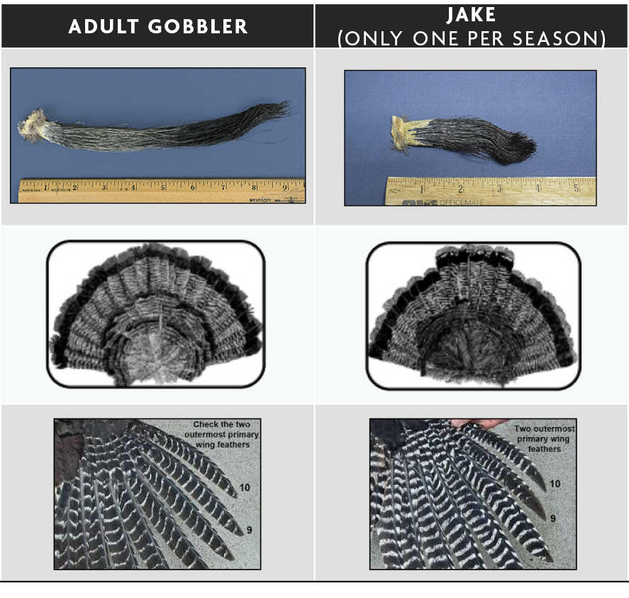Graphic showing hot to identify the differences between and adult gobbler and a Jake.