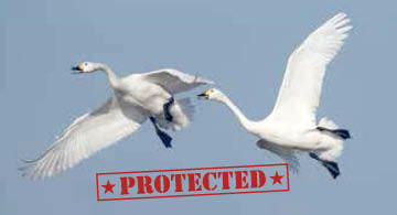Tundra Swan (Protected)