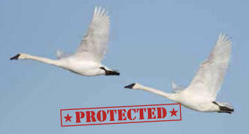Trumpeter Swan (Protected)