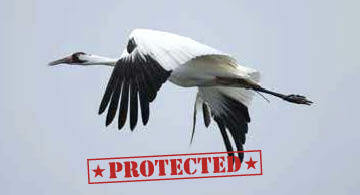Whooping Crane (Protected)