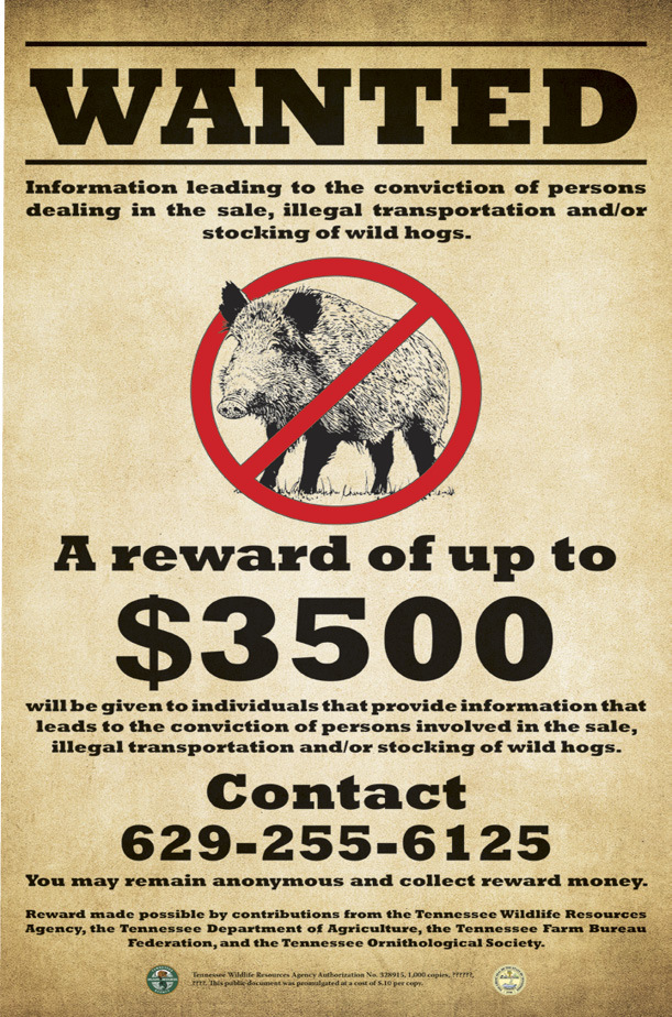 Wanted poster for information leading to the conviction of persons dealing in the sale, illegal transportation, and/or stocking of wild hogs.
