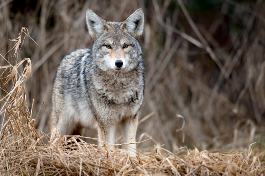 Coyote standing alert in tall grass, showing its gray-brown fur and keen expression in a natural Tennessee habitat.