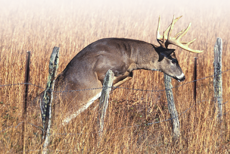 White-tailed deer jumping over barbed wire fence in Tennessee