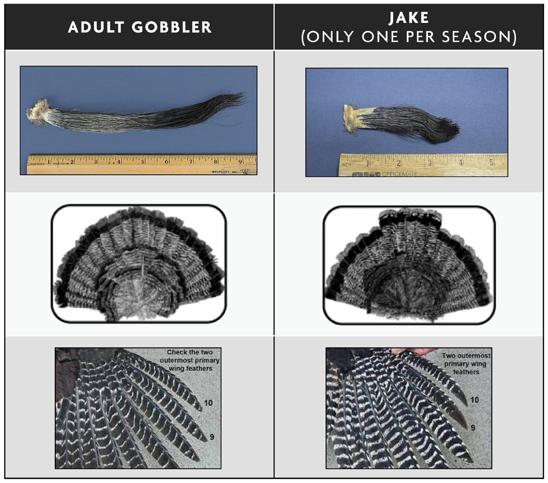 Diagram Showing Differences Between Adult Gobbler Turkey and Jake
