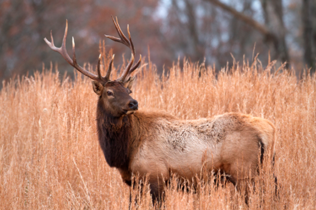 Bull Elk in Tennessee