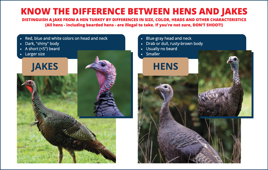 Turkey Identification - Differences Between Hens and Jakes