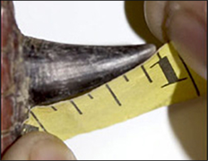 Image showing how to measure an adult gobbler spur of a turkey