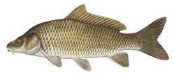 Common Carp