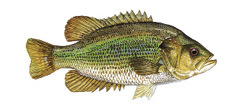 Roanoke Bass