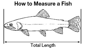 How to Measure a Fish Diagram