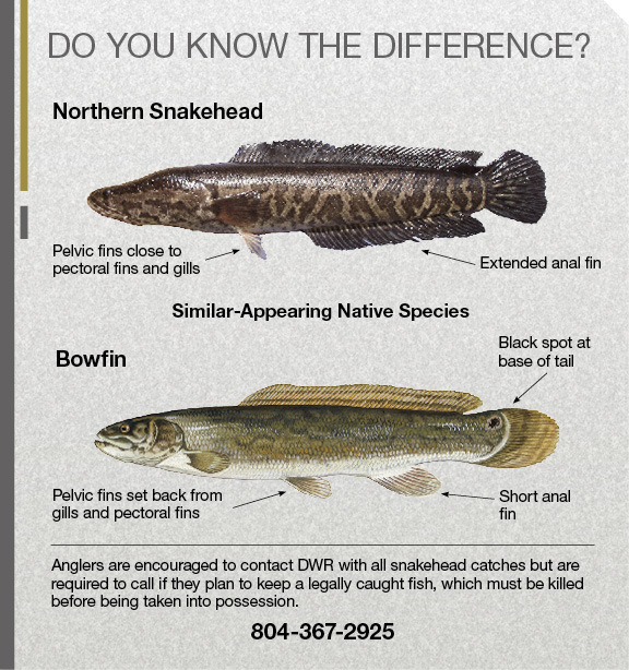 Diagram Showing Differences Between Northern Snakehead and Bowfin