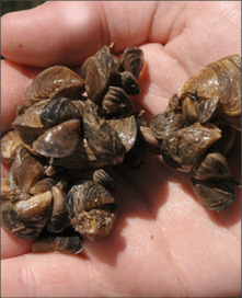 Image of zebra mussels.