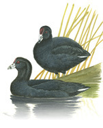 Illustration of Coots.