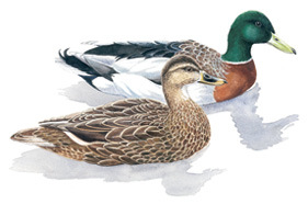 Illustration of Ducks.