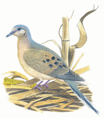 Illustration of a Dove.
