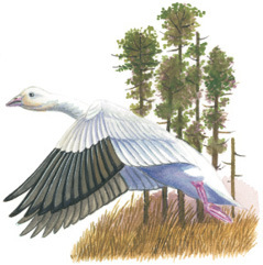Illustration of Light Goose.