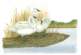 Illustration of Tundra Swan.