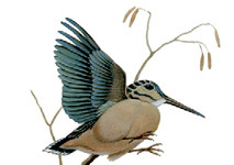 Illustration of a Woodcock.