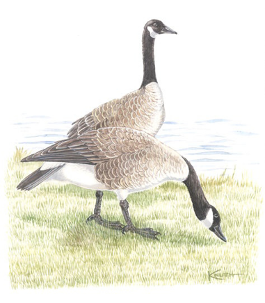 Illustration of two Canada geese near the water’s edge, one standing upright and the other feeding on grass, showing their black necks and white cheek patches.