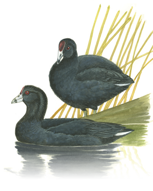 Illustration of two American coots in shallow water near reeds, showing their dark bodies, white bills, and red eyes.