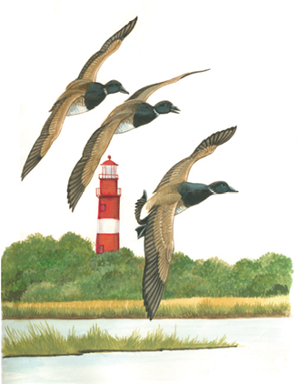 Illustration of Atlantic brant geese flying over coastal marshland with a red-and-white lighthouse in the background.
