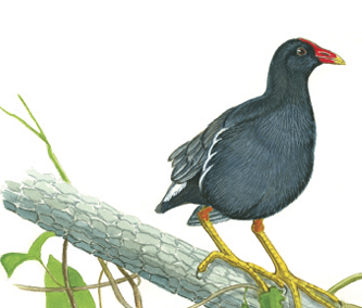 Illustration of a common gallinule perched on a branch, showing its dark plumage, red bill with a yellow tip, and long yellow legs typical of wetland birds.