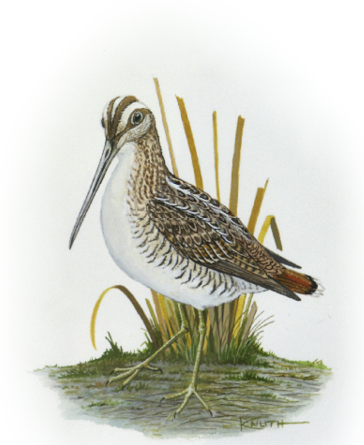Illustration of a common snipe standing in shallow wetland water, showing its long straight bill, striped head, and brown patterned plumage.