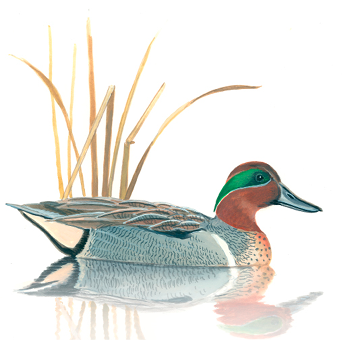 Illustration of a male green-winged teal swimming in shallow water, showing its chestnut head with a green eye patch, gray body, and reflective water surface.