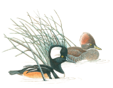 Illustration of a pair of hooded mergansers swimming near reeds, with the male showing a white fan-shaped crest and the female displaying a reddish-brown crest.