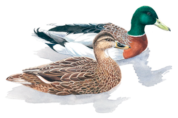 Illustration of a male and female mallard duck swimming together, showing the male’s green head and the female’s mottled brown plumage.