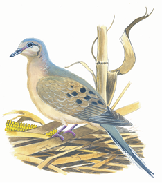 Illustration of a mourning dove perched on the ground near dried grasses and corn, showing its soft gray-brown feathers and distinctive black wing spots.