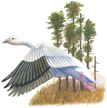 Illustration of a snow goose landing in a grassy field with wings spread, showing its white body, black wingtips, and pink bill and legs.