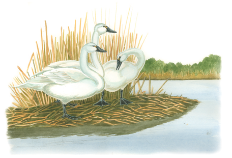 Illustration of three tundra swans standing on a wetland shoreline, showing their white plumage, long necks, and black bills near reeds and shallow water.