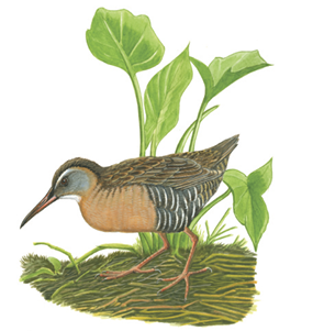 Illustration of a Virginia rail bird standing in marsh vegetation, showing its long bill, reddish-brown body, and striped black-and-white flanks.