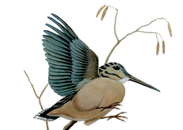 Illustration of an American woodcock in flight with wings spread, showing its long bill, rounded body, and patterned feathers against a light background.