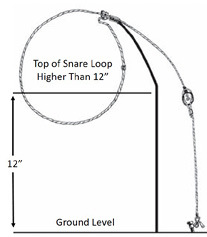 Illustration of proper snare trap setup.