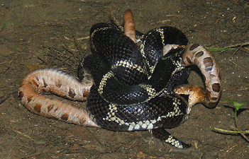 Eastern kingsnake attacking a copperhead. ©Tricia Pearsall