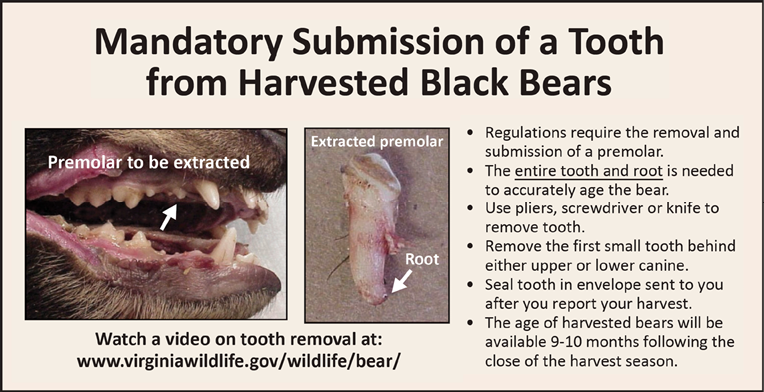 Mandatory Submission of a Tooth from Harvested Black Bears