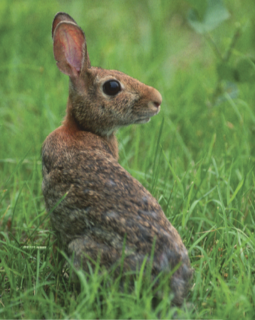 Rabbit photo taken by Lynda Richardson of Virginia Department of Wildlife Resources