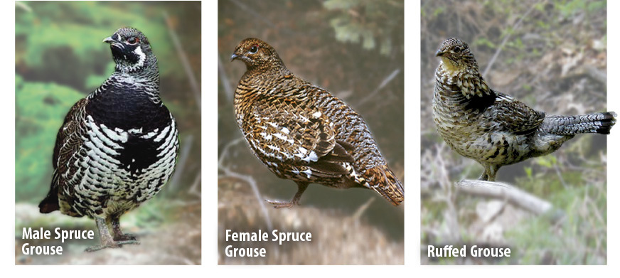 Image showing the difference between a male spruce grouse, female spruce grouse, and a ruffed grouse.