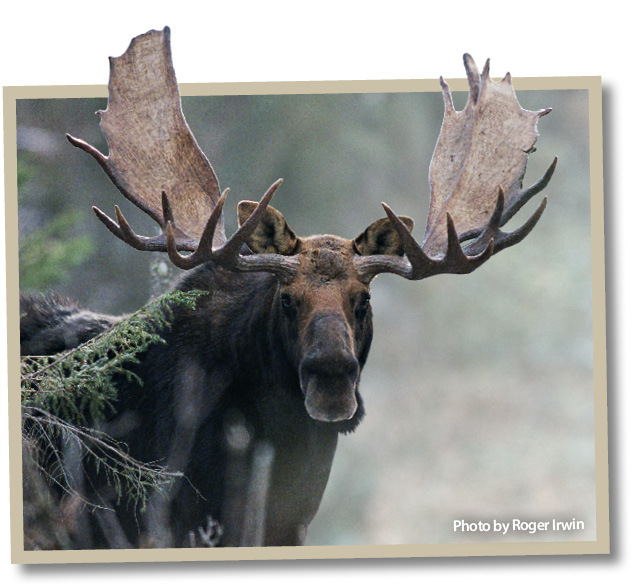 An image of a large bull moose. 