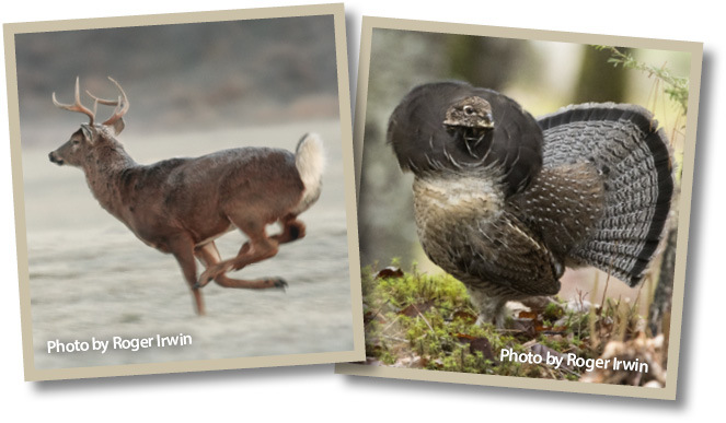 Image of a whitetail buck running and a image of a grouse.