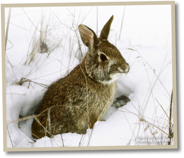 A rabbit in the wild during winter.
