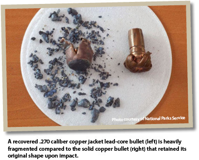 An image showing the fragments of a lead-core bullet compared to a solid copper bullet.